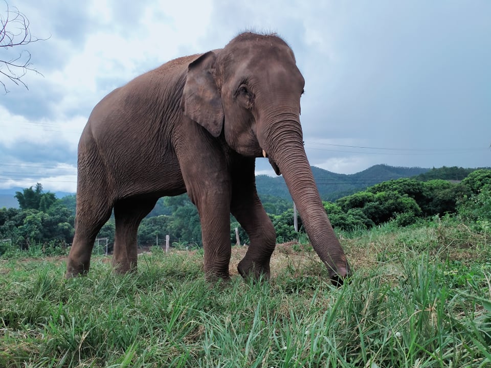 A close up image of a Thai elephant