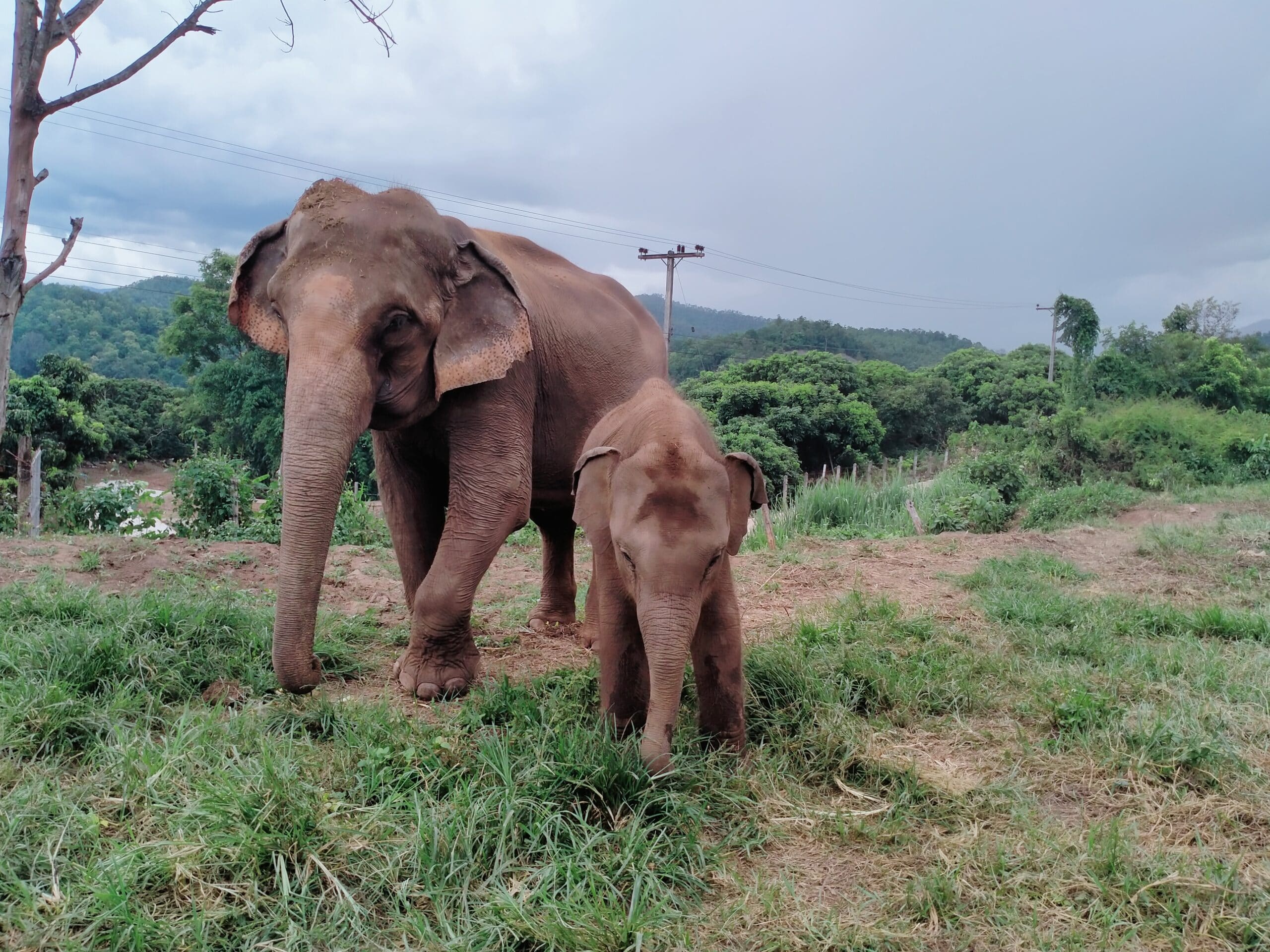 Two Thai elephants walking towards the camera