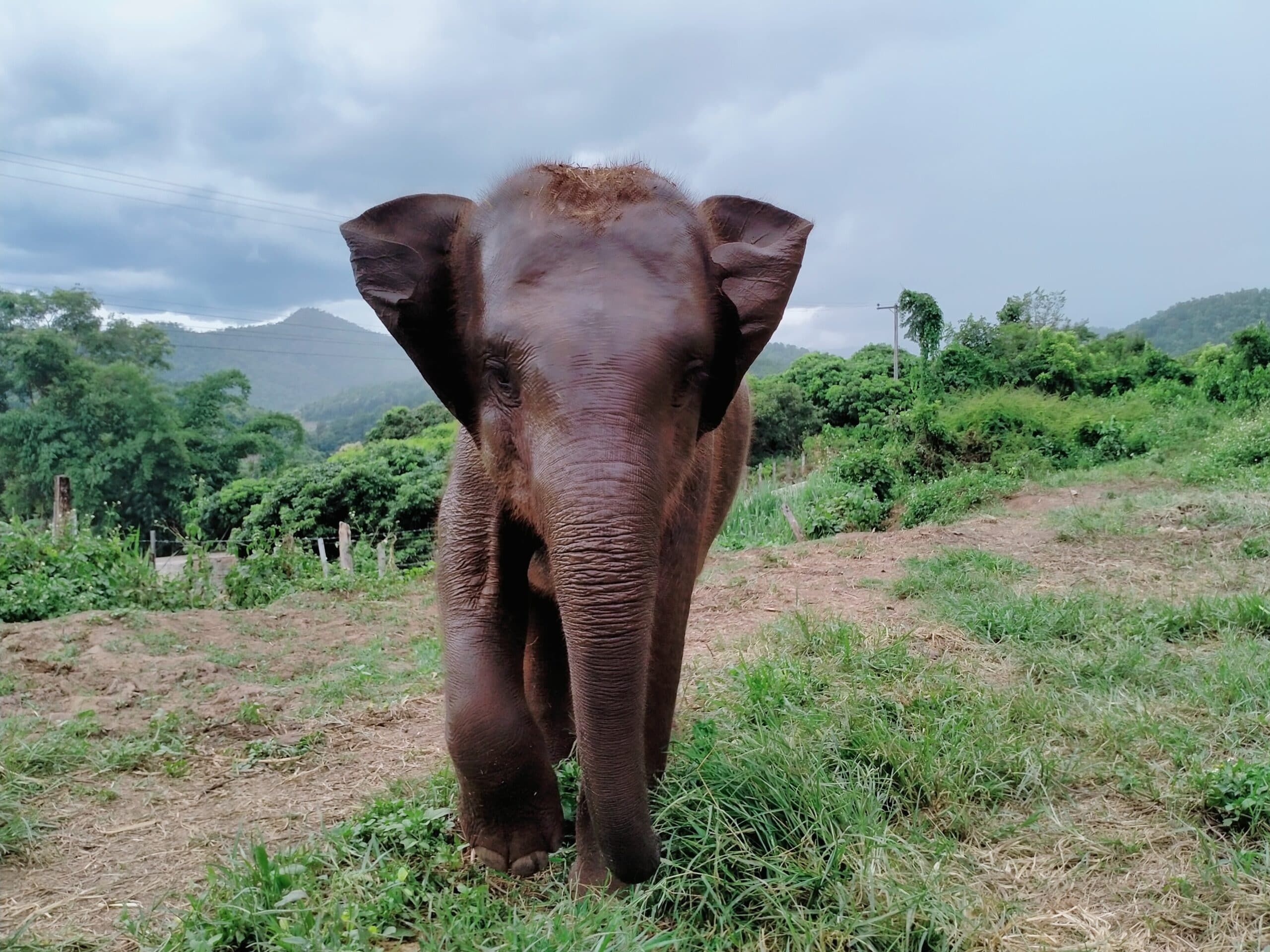 A beautiful elephant facing the camera with it's ears flapping