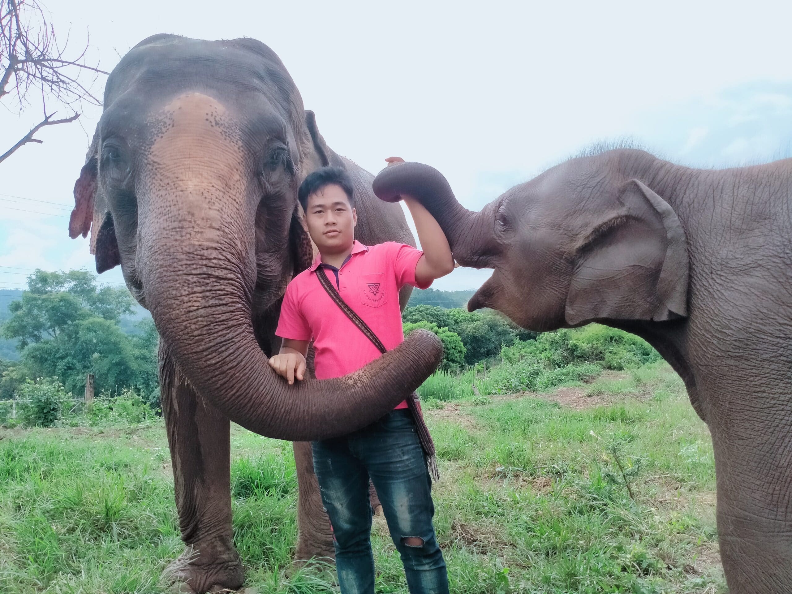 A mahout standing with two elephants in Northern Thailand