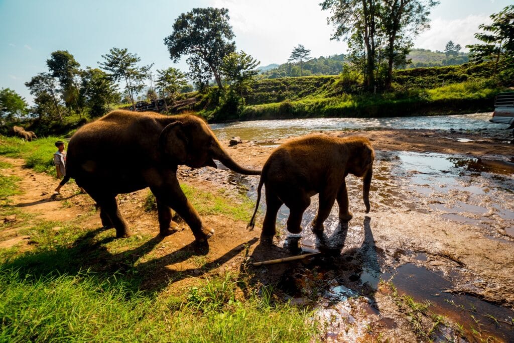 Two elephants about to enter a river