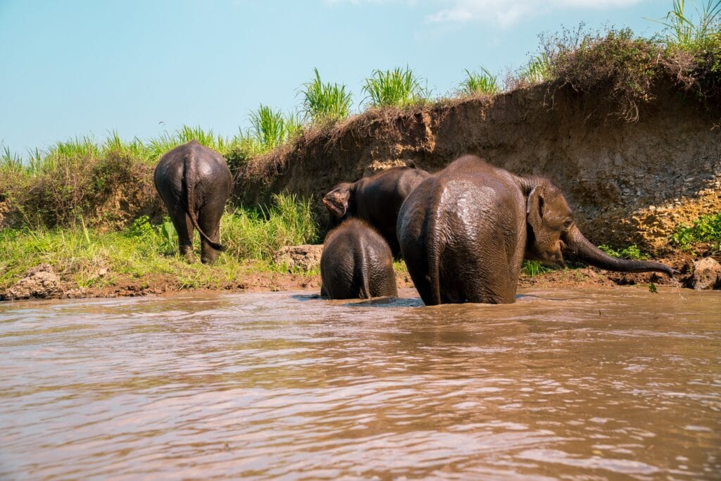 A family of four elephants walking through a river