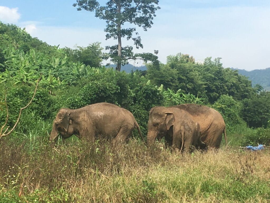 Two elephants walking through deep grass